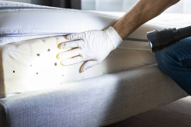 Best Wasp Removal Services  in Neenah, WI