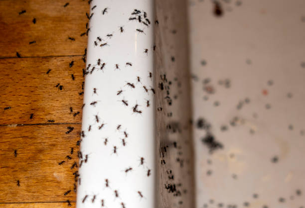 Best Exterminator Services  in Neenah, WI