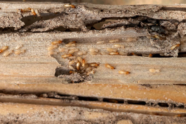 Best Insect Control  in Neenah, WI